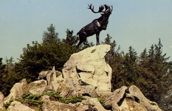 Caribou at Beaumont Hamel